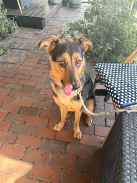Michelle - German Shepherd Dog