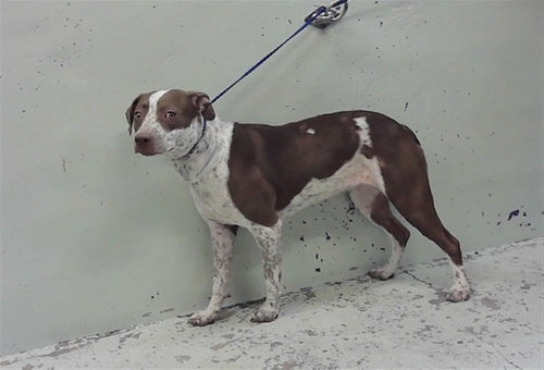 LADY BUG, an adoptable Staffordshire Bull Terrier in Houston, TX