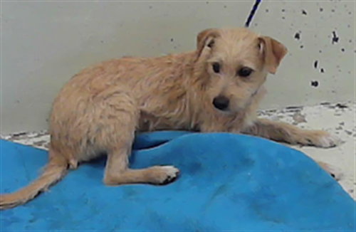 JULIUS, an adoptable Border Terrier in Houston, TX