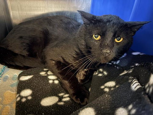 LUFFY, an adoptable Domestic Short Hair in Houston, TX