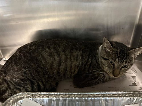 DEAN, an adoptable Domestic Short Hair in Houston, TX