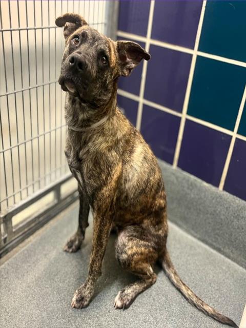 PATTIE, an adoptable Labrador Retriever in Houston, TX
