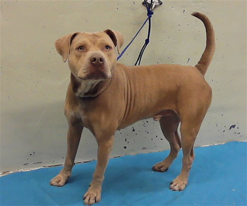 EDDIE, an adoptable Staffordshire Bull Terrier in Houston, TX