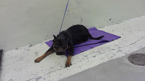 ALIZA, an adoptable Staffordshire Bull Terrier in Houston, TX