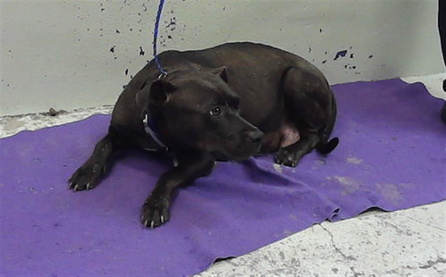GLORIA, an adoptable Staffordshire Bull Terrier in Houston, TX