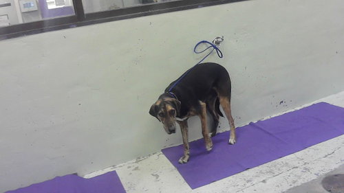 BRUNO, an adoptable Plott Hound in Houston, TX