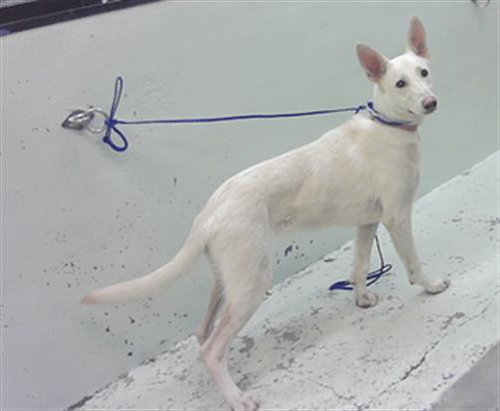 LUCILLE, an adoptable German Shepherd Dog in Houston, TX