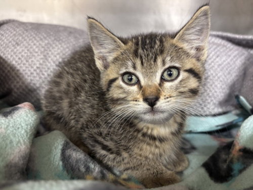 IGOR, an adoptable Domestic Short Hair in Houston, TX