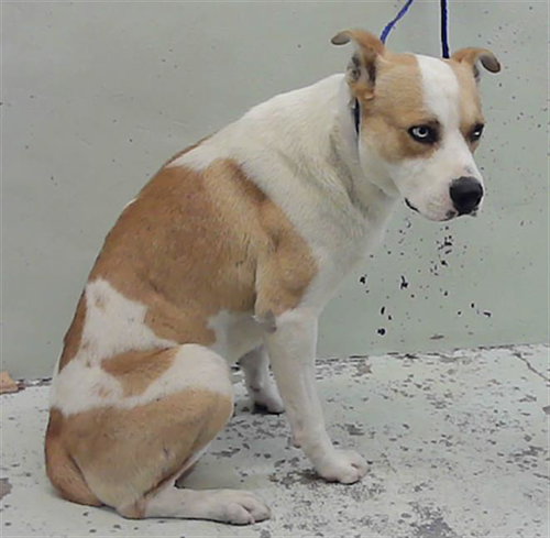 RAMIRO, an adoptable Staffordshire Bull Terrier in Houston, TX