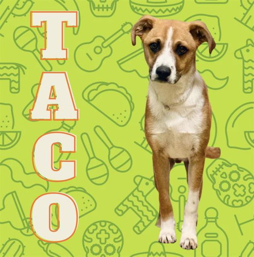 TACO