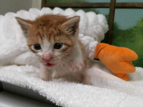 RAYMOND, an adoptable Domestic Short Hair in Houston, TX