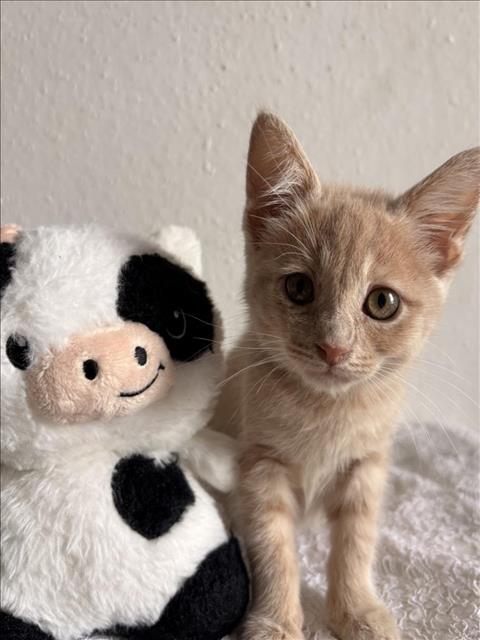 KITTY