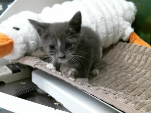 DAISY, an adoptable Domestic Short Hair in Houston, TX