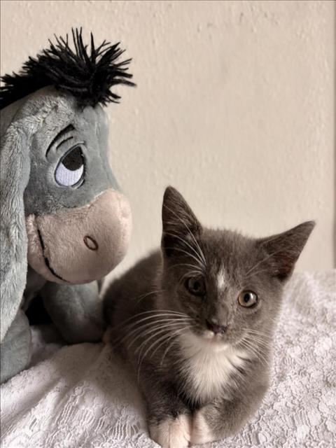 DAISY, Baby Domestic Short Hair / Mixed (short coat), cat for adoption in League City, Texas