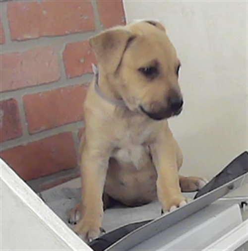 ROWAN, an adoptable Staffordshire Bull Terrier in Houston, TX