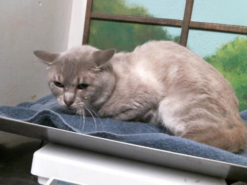 JACKSON, an adoptable Siamese in Houston, TX