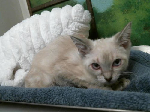 CALVIN, an adoptable Siamese in Houston, TX