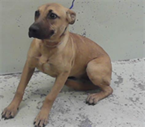 SADIE, an adoptable Staffordshire Bull Terrier in Houston, TX