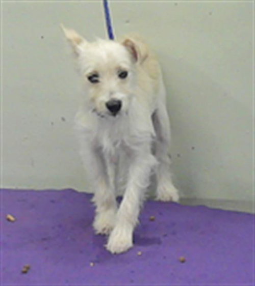 BARNEY, an adoptable Maltese in Houston, TX