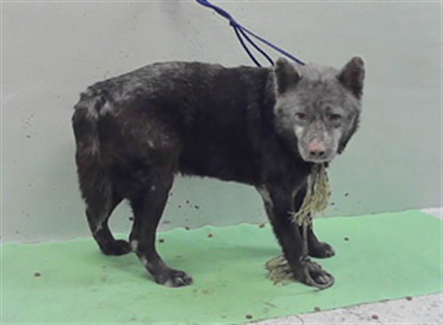 OREJON, an adoptable Chow Chow in Houston, TX