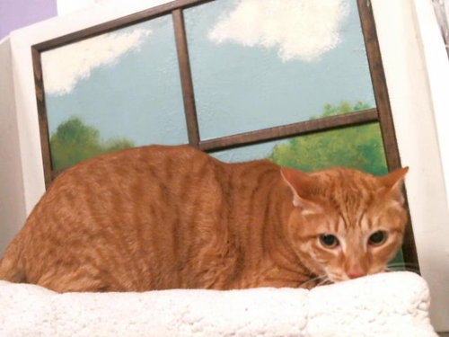 CARAMEL