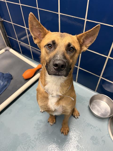 ROO