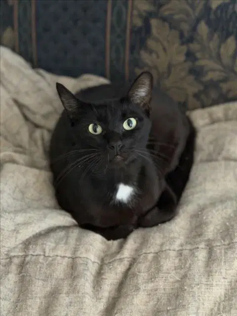 Dinah - Domestic Short Hair