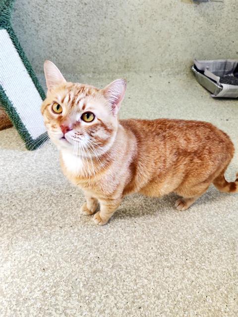GARFIELD