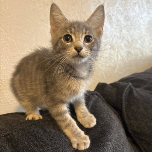 COLT, Baby Domestic Short Hair / Mixed (short coat), cat for adoption in League City, Texas