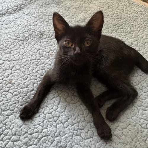 ONYX, Baby Domestic Short Hair / Mixed (short coat), cat for adoption in League City, Texas