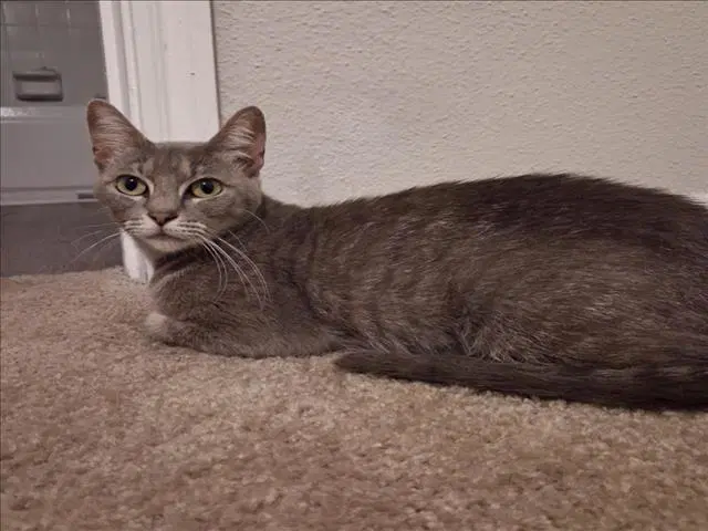 Twinkle - Domestic Short Hair