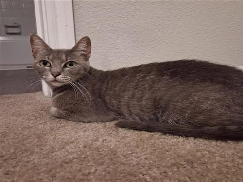 TWINKLE, Adult Domestic Short Hair / Mixed (medium coat), cat for adoption in League City, Texas