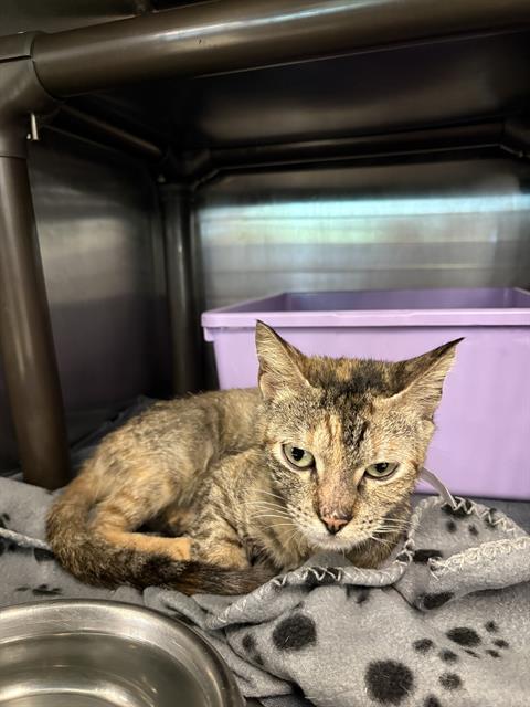 SANDY, Young Domestic Short Hair / Mixed (medium coat), cat for adoption in League City, Texas