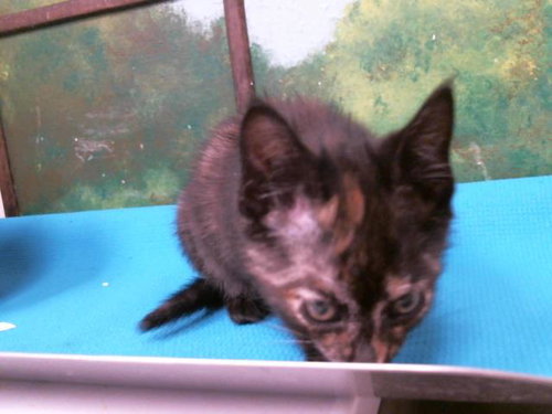 TILLIE