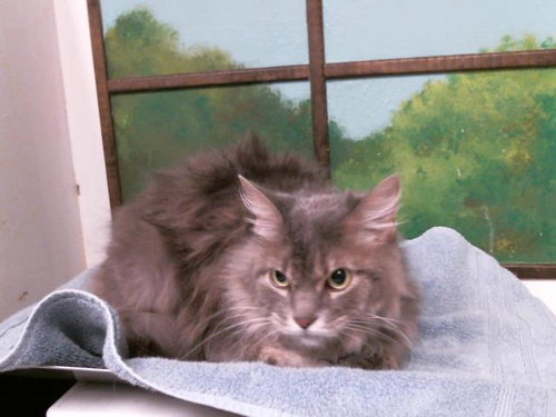 FLUFFY