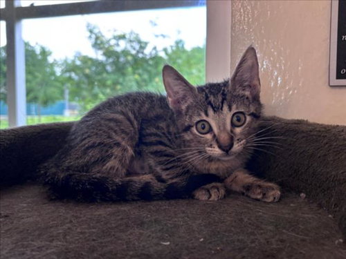 TULIP, Baby Domestic Short Hair / Mixed (medium coat), cat for adoption in League City, Texas