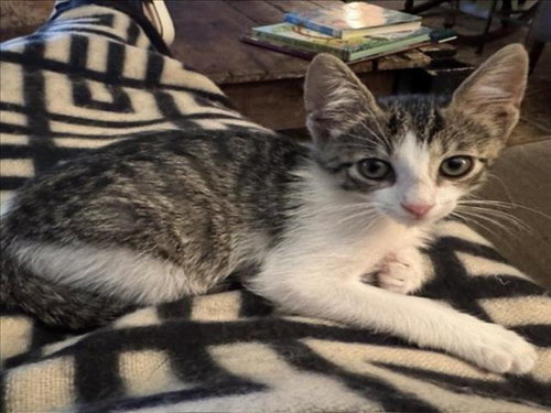 SPIDEY, Baby Domestic Short Hair / Mixed (short coat), cat for adoption in League City, Texas