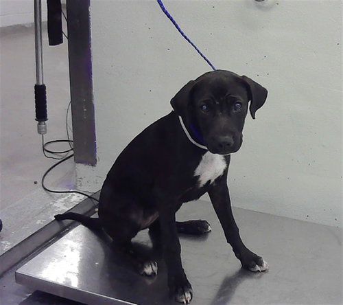 ROXIE