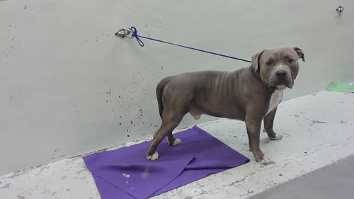 CANE