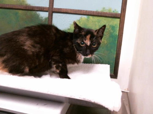 MAYBELLE