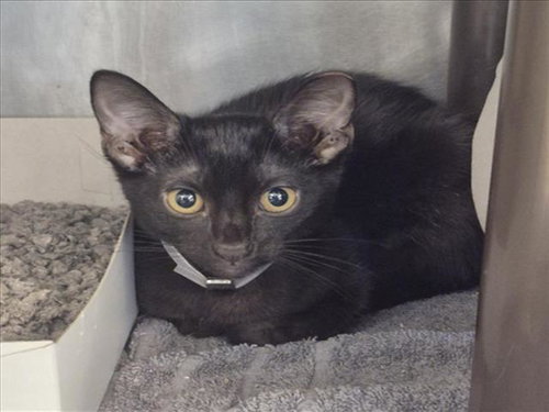 FOREST, Baby Domestic Short Hair / Mixed (short coat), cat for adoption in League City, Texas