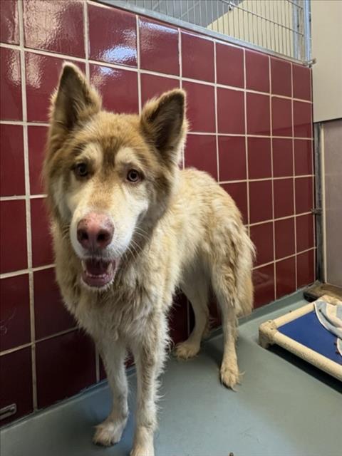 PRINCE BUDDY, an adoptable Alaskan Malamute in Houston, TX