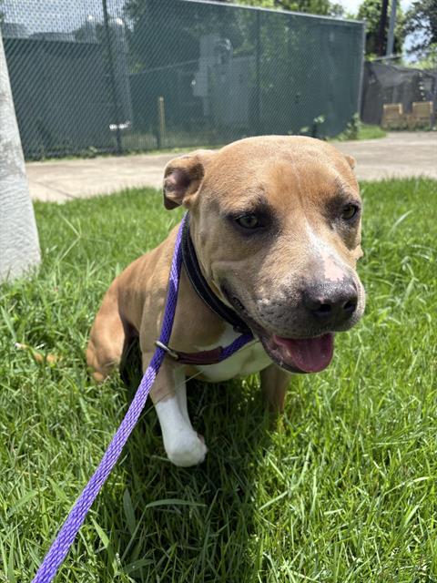 WILDER, an adoptable Staffordshire Bull Terrier in Houston, TX