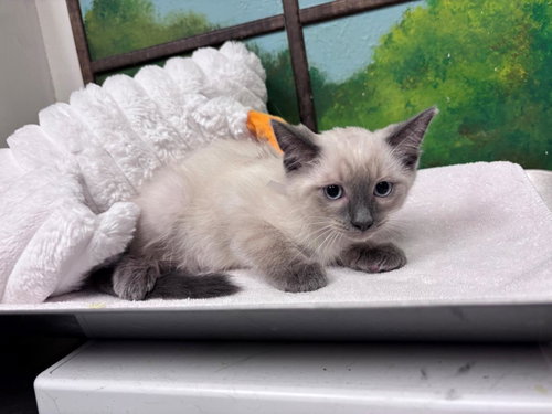 MOCHI