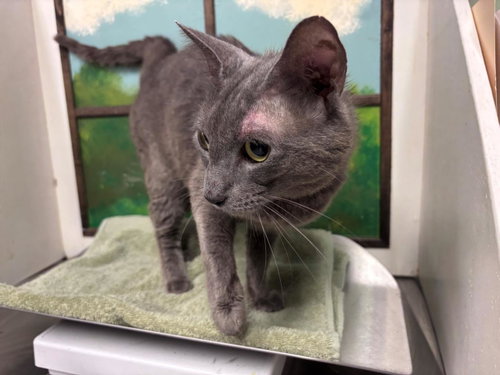GRUNDLE