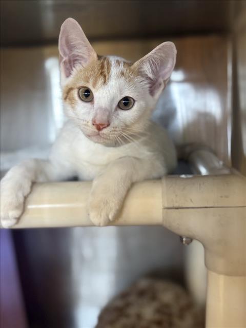 ANUEL, Baby Domestic Short Hair / Mixed (medium coat), cat for adoption in League City, Texas
