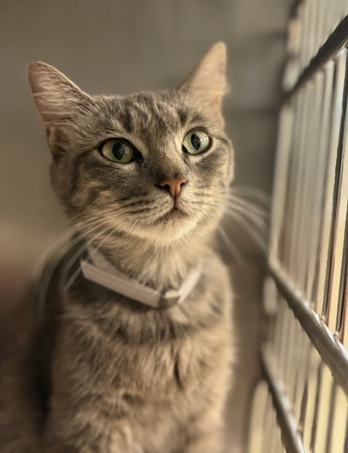 STIX, Adult Domestic Short Hair / Mixed (medium coat), cat for adoption in League City, Texas