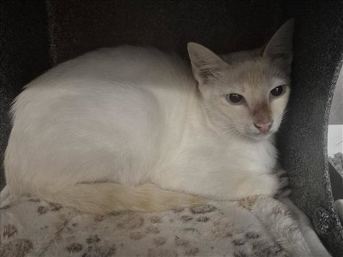 MIKE, Young Domestic Short Hair (short coat), cat for adoption in League City, Texas