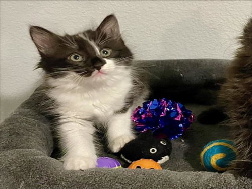 SOPHIA, Baby Domestic Short Hair / Mixed (medium coat), cat for adoption in Pearland, Texas
