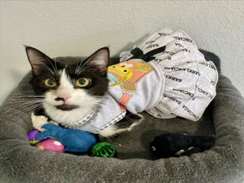 DAHLIA, Adult Domestic Short Hair / Mixed (medium coat), cat for adoption in League City, Texas